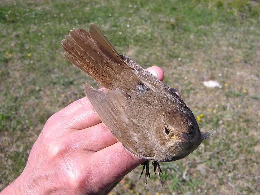 Thrush Nightingale, Sundre 20110603